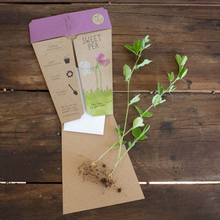 Load image into Gallery viewer, Sow 'n Sow - Sweet Pea Gift of Seeds