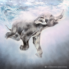 Load image into Gallery viewer, "The Hidden Kingdom" Sippy & Sunny {a great barrier reef adventure} by Vicki Wood