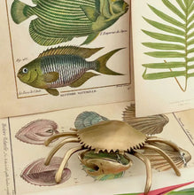 Load image into Gallery viewer, HISTORIE BRASS CRABE
